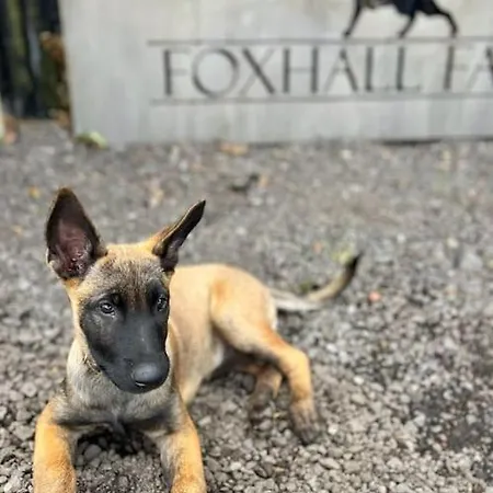 度假居 Foxhall Farm *